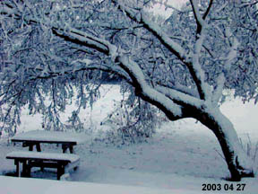 Spring 2003 in Alberta)