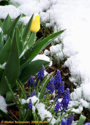 Spring 2009 in Alberta